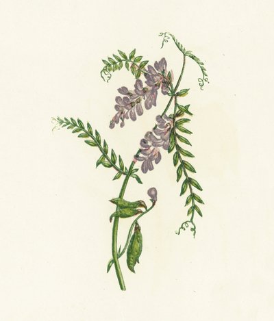Vesce cracca, Vicia Cracca - English School